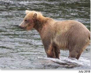 908 July 2018 NPS photo 2019 Bears of Brooks River book, page 33