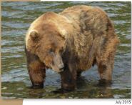 775 Lefty July 2015 NPS photo from the 2016 Bears of Brooks River book, page 77
