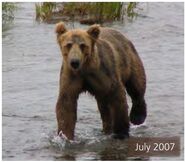 51 Diver Junior July 2007 NPS photo 2014 Bears of Brooks River book page 15