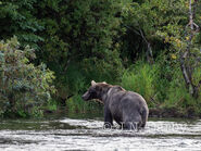 274 Overflow heads to the bank, after catching some fish in a quiet area of Brooks River.