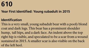 610 Identification section of 2017 Bears of Brooks River book page 34