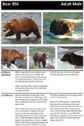 856's page of the 2014 Bears of Brooks River book, page 28