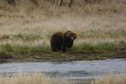 2015.05.20 634 Popeye at the edge of Brooks River