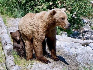 171 and 1 of 2 spring cubs June 27, 2019 NPS photo by Katmai Conservancy Ranger Naomi Boak