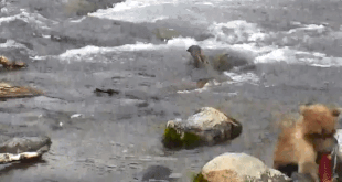 719's lighter spring cub catches its own fish in the riffles September 13, 2019 gif created by Blair-55 ("slight adjustment" gif)