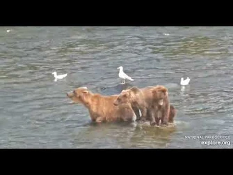 284_and_cubs_near_the_falls_-_Explore.org_July_31,_2021