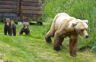 171 leading her 2 spring cubs through Brooks Camp on June 30, 2019 at 13:42 photograph by Truman Everts