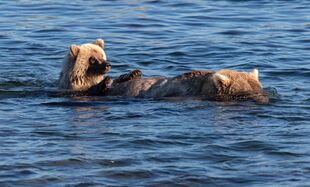 435 Holly and spring cub September 10, 2020 photo by Lee Pastewka (aka River PA)