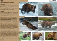 856's page of the 2017 Bears of Brooks River book, page 81