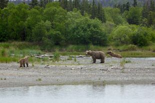 435 Holly with both cubs returned to Brooks Camp today 06/02/2015 NPS photo