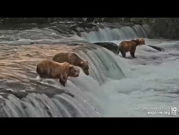 146_and_903_on_the_lip_Brooks_Falls_cam_Explore.org_7-13-2022
