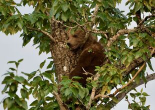 171's smaller? spring cub July 8, 2019 photo by NWBearLove92