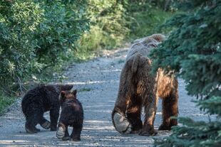 171 and 2 spring cubs July 2019 photo by ©Theresa Bielawski