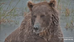 208 in the lower river August 27, 2024 approx 20:45 gif created by FloppyRightEar (p 08/28/2024 04:47 #4)