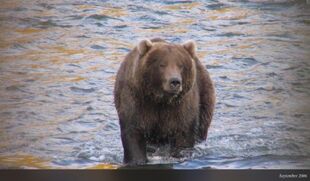 755 Scare D. Bear September 2006 NPS photo 2012 Brown Bears of Brooks Camp iBook