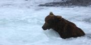 EXPLORE BLOG 2018.06.30 BEAR 856 ON TOP AGAIN BY MIKE FITZ 856 PIC ONLY