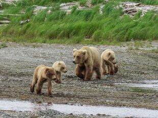 128 Grazer with her 3 yearlings June 7, 2017 from KNP&P's June 8, 2017 05:00 Facebook post (left to right: larger darker male, 902 "Fifi" / "Bonsai", & 128 Grazer, 903 larger blond male)