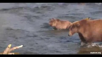 Katmai_National_Park_&_Preserve,_Brooks_Bear_Camp,_Alaska_-_402_&_cubs_Part_1_,_10_2_2013_video_by_Linda_R._Jett