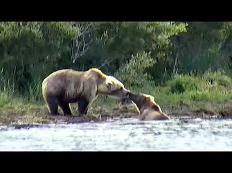 11_Sep_2021-_131_Gets_a_Kiss_(explore.org)