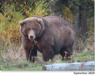 261 September 2020 NPS photo 2021 Bears of Brooks River book page 38