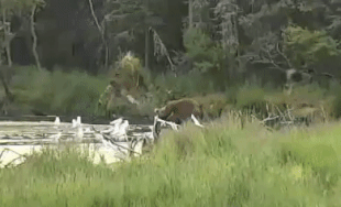 A limping 856 in the lower Brooks River on July 13, 2020 at approximately 20:18 gif created by Scooch