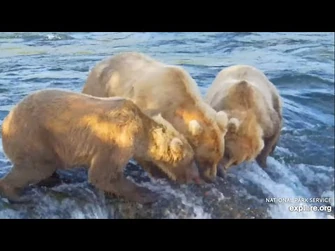 128_Grazer_Lets_429_Have_Part_of_Her_Fish_-_July_31,_2024_(explore.org)-2