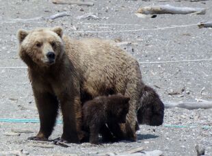 171 and her 2 spring cubs July 5, 2019 photo by BearTreeHugr