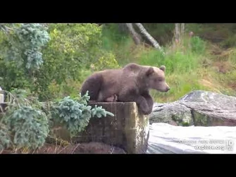 910's_cub's_paws_seem_to_have_a_mind_of_their_own_Brooks_Falls_Low_cam_Explore.org_8-5-2022