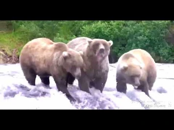 Bear_128_&_Cubs_Aug_&_Sept_2022_Explore_Org_1