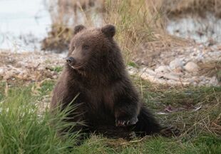 132's spring cub September 14, 2018 photo by Lee Pastewka (aka RiverPA)