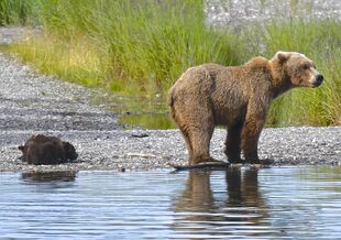 171 and 2 spring cubs July 1, 2019 photo by Truman Everts