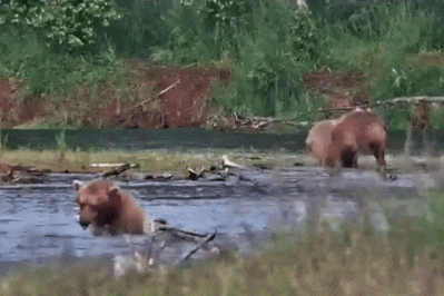 610 GIF 2022.07.08 610 FISH GETS 504s YEARLINGS ATTN LUNACRE p 2022.07.09 05.30