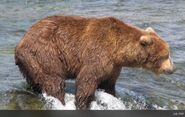 856 July 2010 NPS photo 2012 Brown Bears of Brooks Camp iBook