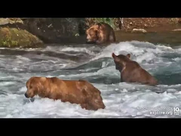 89_Backpack,_99,_and_32_Chunk_Brooks_Falls_cam_Explore.org_7-26-2022-2