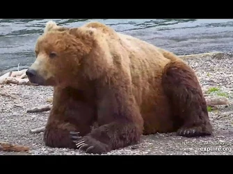 27_Jun_2024-_32_Chunk_welcomes_856_arriving_at_the_falls_(explore.org)