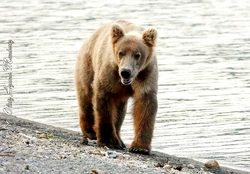 901 | Katmai Bearcams Wiki | Fandom