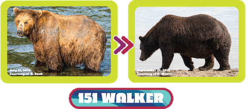 151 Walker's 2023 Fat Bear Week Contestant NPS photographs July 22, 2023 by Ranger Naomi Boak vs September 22, 2023 by K Moore