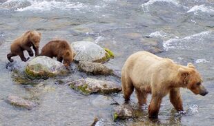 402 with her 2 spring cubs (858 Artie & 859 Stella) 2004 by Cog