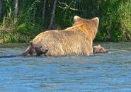 409 Beadnose with 2 spring cubs (909 & 910) on July 19, 2016 at 15:41 photograph by Truman Everts