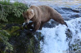 128 Grazer on the evening of June 19, 2019 photo by Kara Stenberg from Brooks Lodge's June 20, 2019 15:57 Facebook post