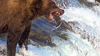 Brooks_Falls_Brown_Bears_Catching_Salmon_In_Mid-Air_Up_Close_In_Slow-Motion_2019,_video_by_Drew_Kaplan