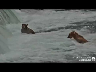 "Ben"_(left)_and_907_(right)_Brooks_Falls_cam_Explore.org_8-8-2022