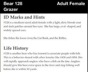 128 Grazer's information from the 2012 Brown Bears of Brooks Camp iBook