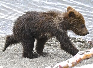 171's smaller spring cub hustles to keep up with Mom...quite a chore with such tiny legs... June 30, 2019 at 11:49 photograph by Truman Everts