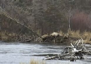 435 Holly jumps for a fish October 28, 2020 gif by Cruiser