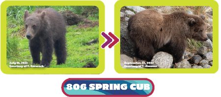 806's 2023 Spring Cub 2023 Fat Bear Week NPS photographs July 16, 2023 by Ranger Tammy Carmack vs September 23, 2023 by Ranger Felicia Jimenez