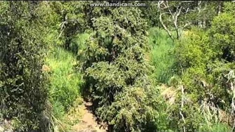 Bear_128_Grazer_had_fight_with_unknown_bear_2017_06_23_Brooks_falls_Katmai_Alaska,_video_by_Erum_Chad