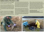 Page 25 of the 2016 Bears of Brooks River book with information about 868 Wayne Brother's death