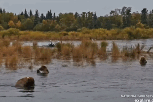 128 Grazer and her two 2.5 year old cubs September 18, 2022 gif by LunaCre