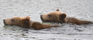 132's 2 spring cubs July 3, 2018 photo by Truman Everts